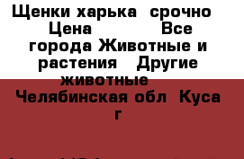 Щенки харька! срочно. › Цена ­ 5 000 - Все города Животные и растения » Другие животные   . Челябинская обл.,Куса г.